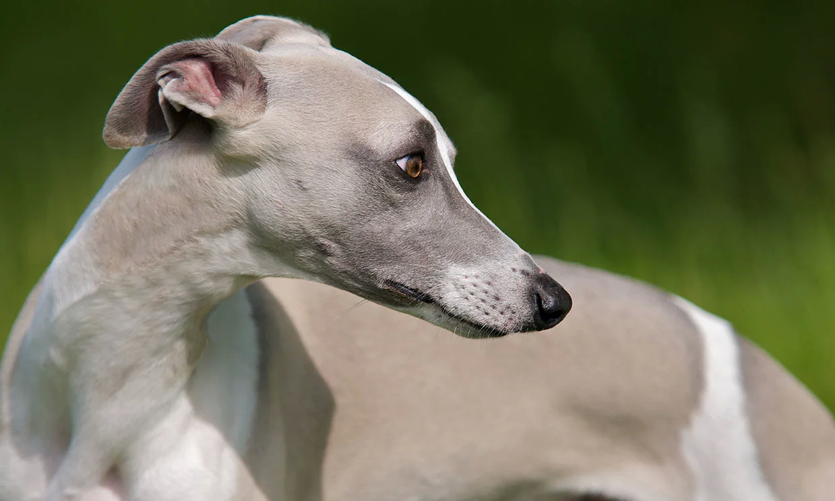 Las carreras de galgos están prohibidas desde 2016. Las carreras de galgos están prohibidas desde 2016.