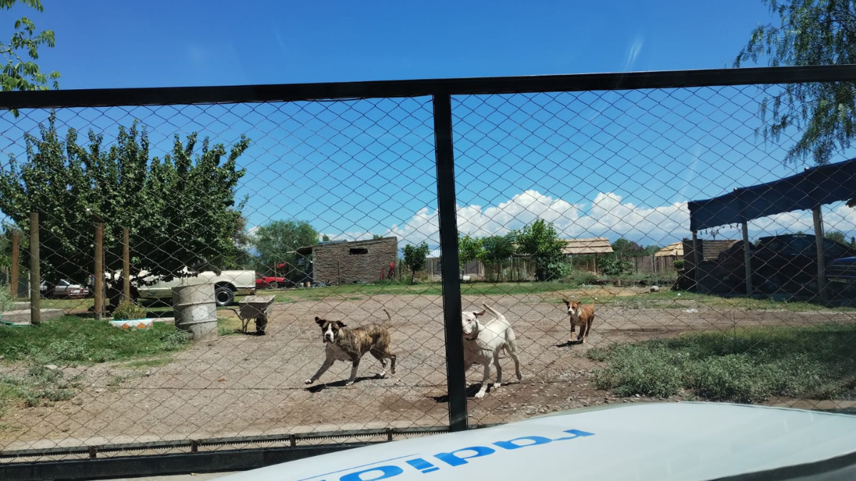 Ls perros debían permanecer dentro del domicilio y sus dueños debían crear una estructura para contenerlos, había establecido un fallo judicial. Ls perros debían permanecer dentro del domicilio y sus dueños debían crear una estructura para contenerlos, había establecido un fallo judicial.