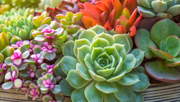 Plantas y cactus con formas sorprendentes.&nbsp;