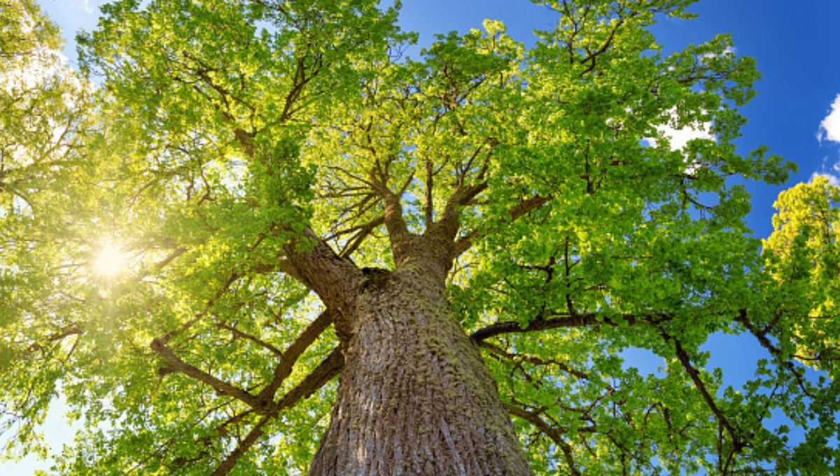 El conocido árbol de América Latina que es el oro rojo del mundo: símbolo de lujo y cultura