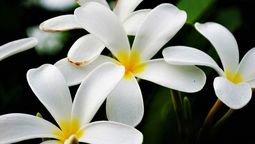 Las flores de plumeria pueden perfumar tu jardín.&nbsp;