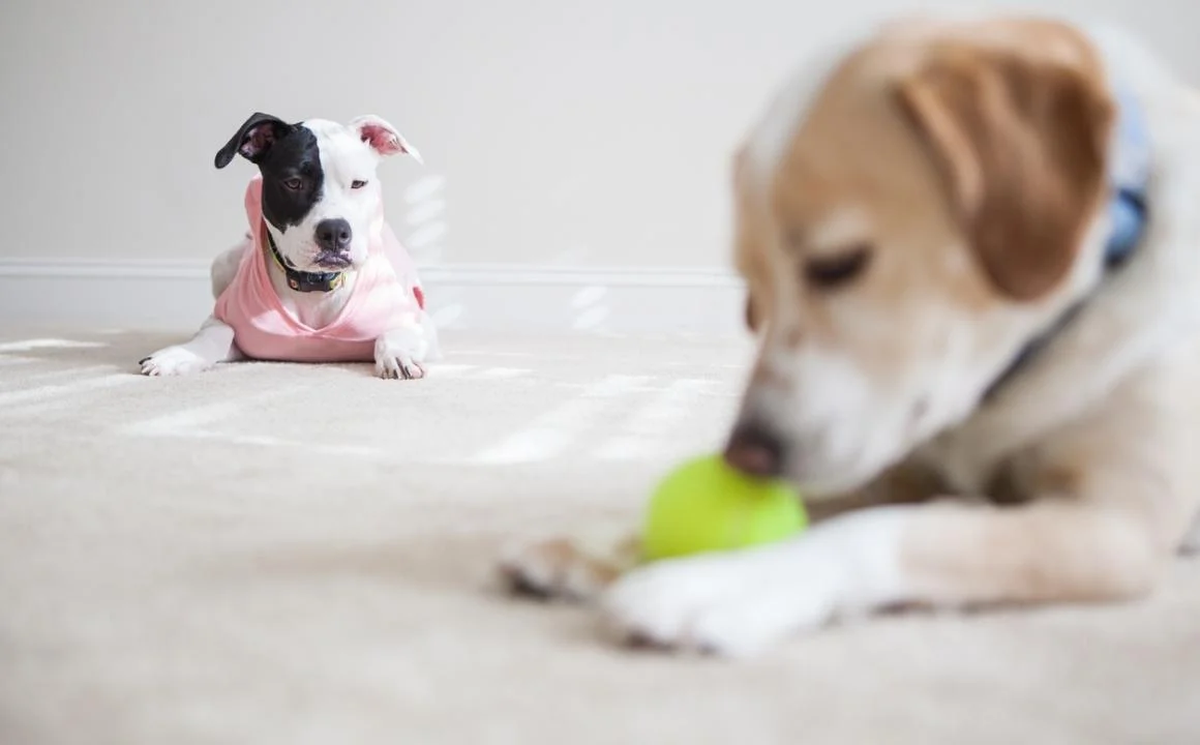 Un estudio demostró que los perros sienten celos: cuáles son las señales que indican esto Un estudio demostró que los perros sienten celos: cuáles son las señales que indican esto