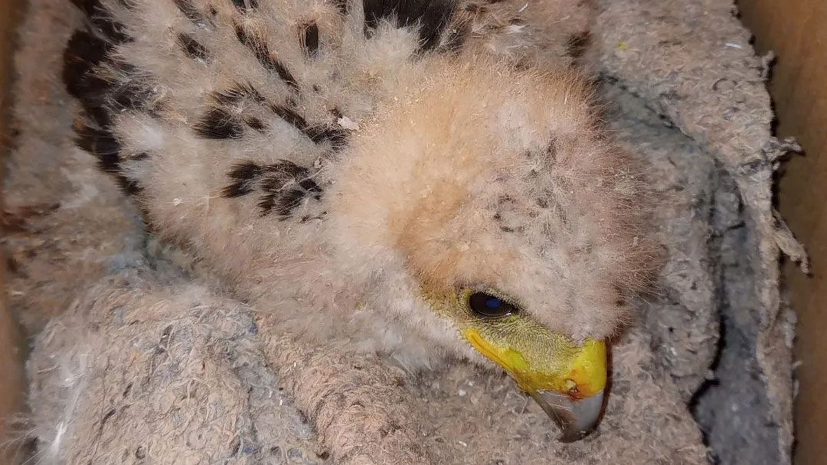 El pichón de gavilán mixto fue encontrado en el suelo en El Borbollón, en Las Heras. Se había caído de su nido y estaba sin en abrigo de sus padres. El pichón de gavilán mixto fue encontrado en el suelo en El Borbollón, en Las Heras. Se había caído de su nido y estaba sin en abrigo de sus padres.