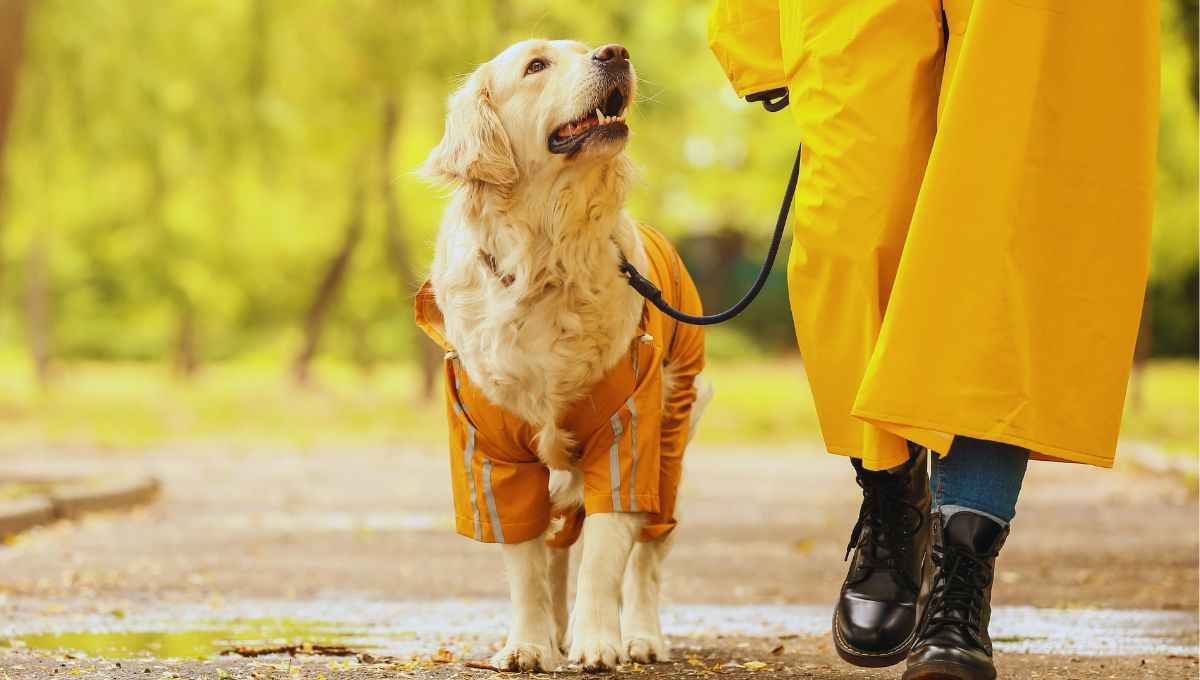 Cuánto debe durar el paseo de tu perro