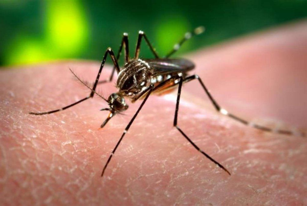 Descubren anticuerpos capaces de neutralizar el virus del Zika