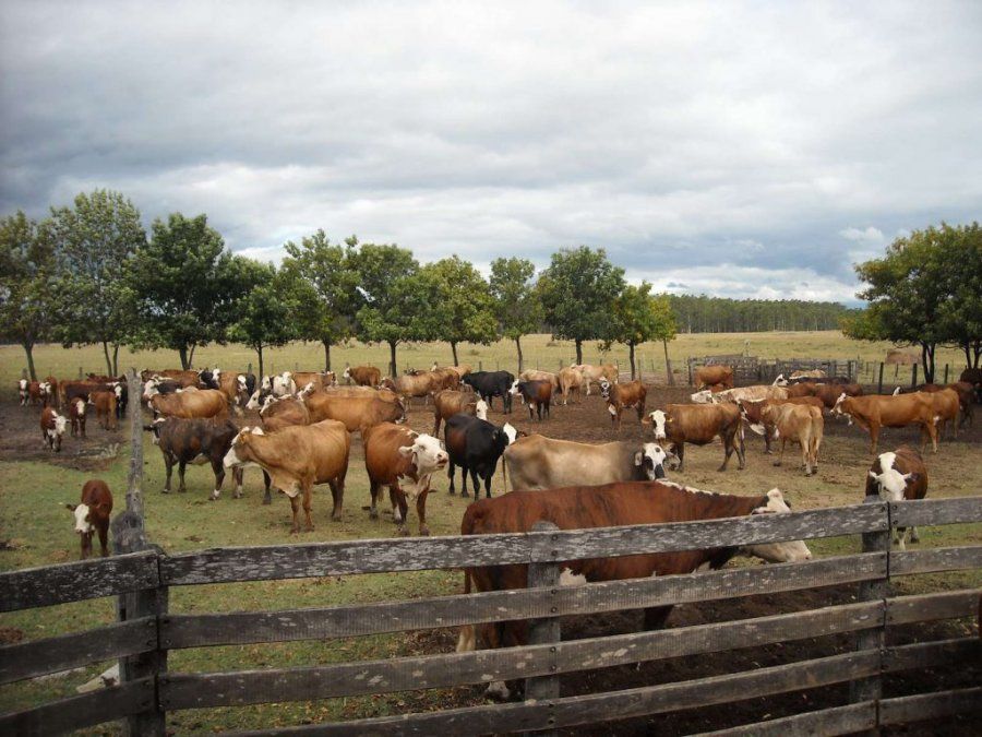 Impulsan la producción de forraje para acrecentar la ganadería en el Sur