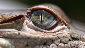 11 mil cocodrilos están muriendo de hambre