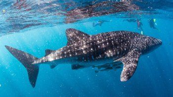 Un tiburón ballena acecha a un barco de turistas