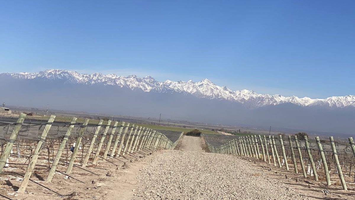 Un viñedo en Mendoza durante el invierno de este 2023. Foto: Marcelo Casazza.