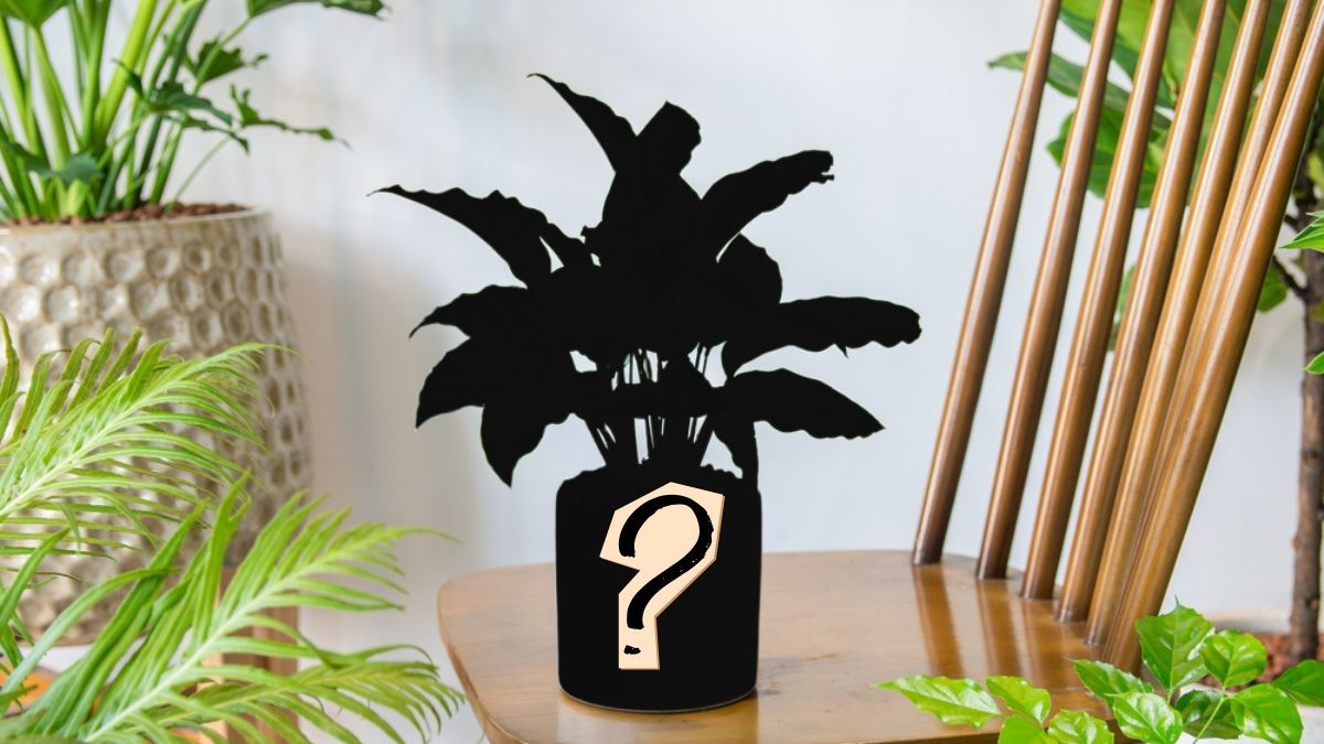 La elegante planta tropical de fácil cuidado que cierra sus hojas por la noche y las abre al amanecer