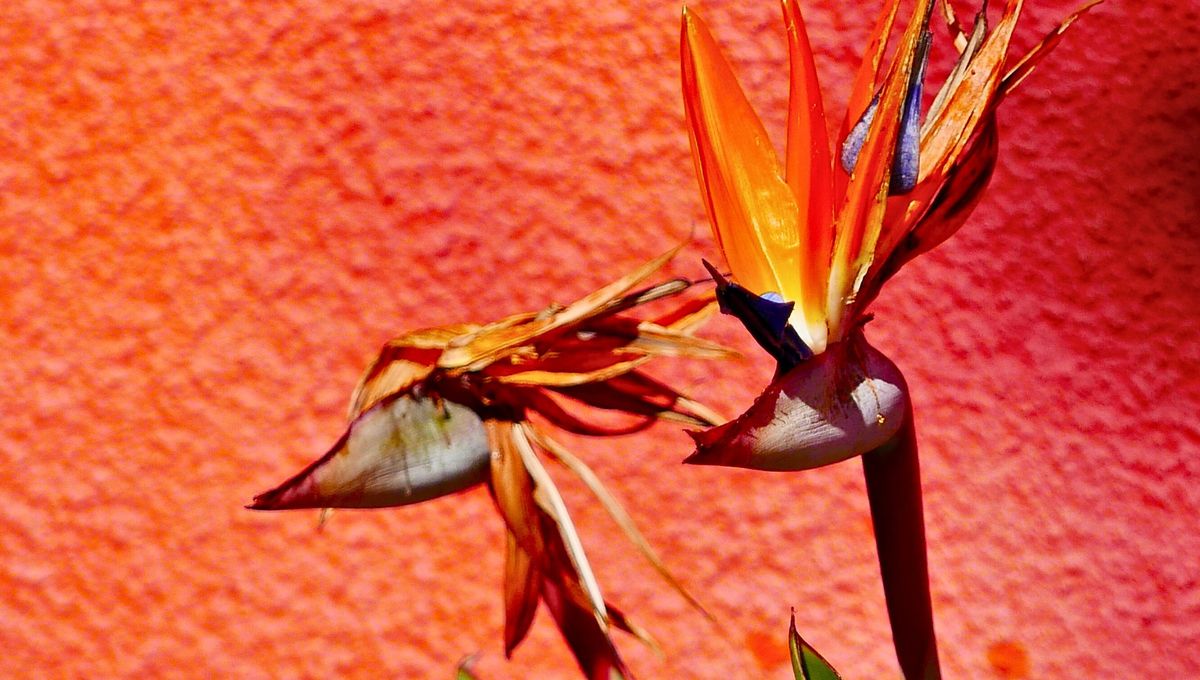 Espiritualmente, el coral es principalmente un color de protección, vitalidad y buena fortuna. Espiritualmente, el coral es principalmente un color de protección, vitalidad y buena fortuna.