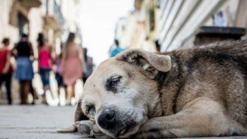 Recomiendan castrar a los perros para bajarles la agresividad