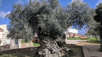 Tiene 4.000 años y todavía da aceitunas: el increíble árbol de olivo que desafía al tiempo y a la historia