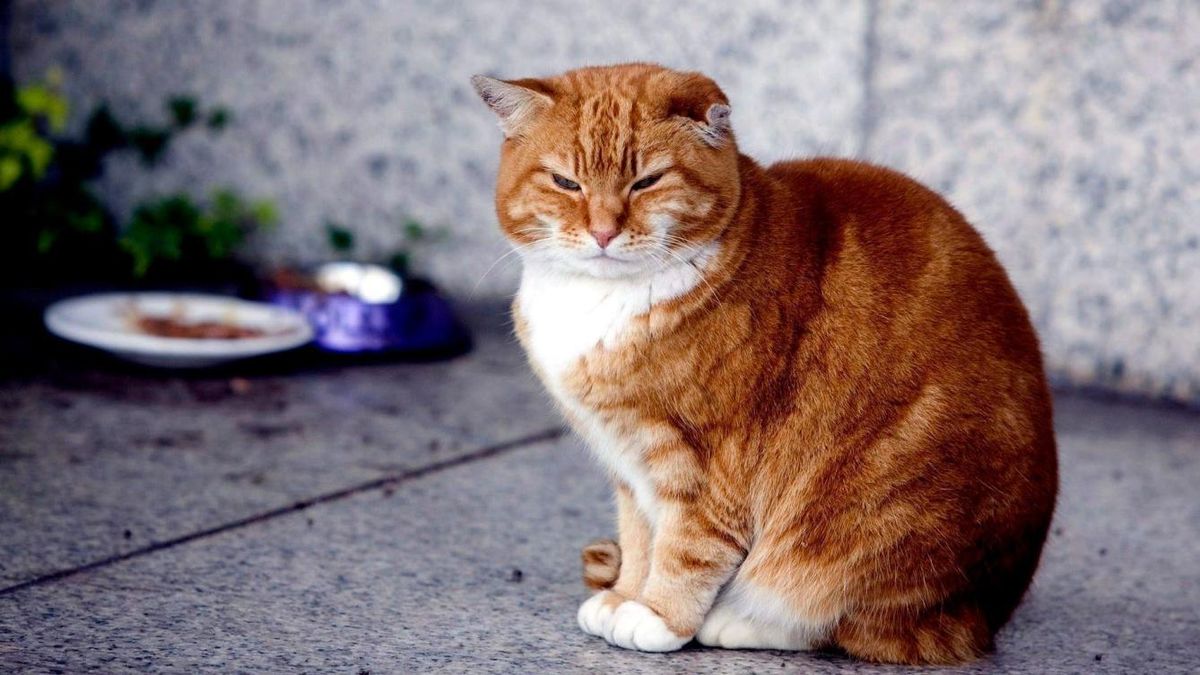 Un gato, el principal sospechoso de un intento de homicidio