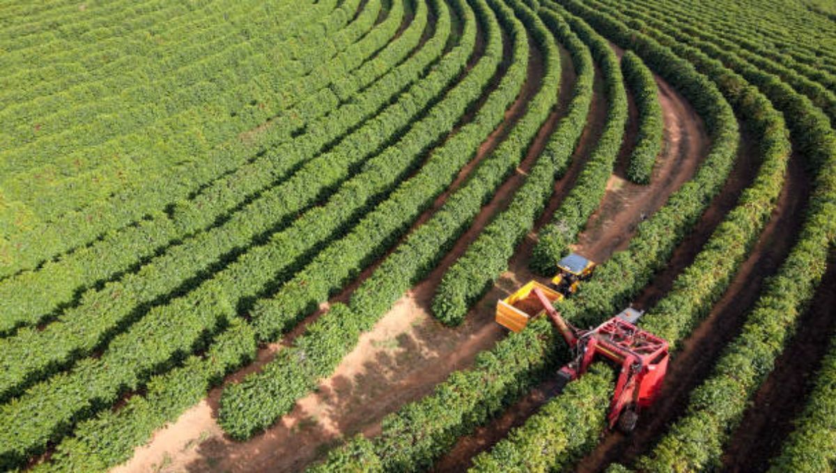 El origen del café: una historia que nace en un árbol tropical El origen del café: una historia que nace en un árbol tropical