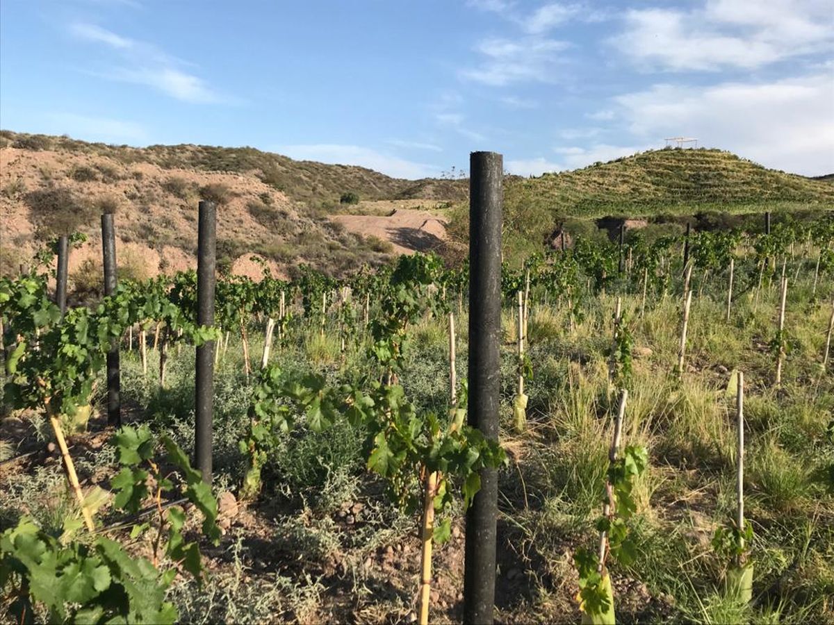 Los postes plásticos para viñas se denominan Vidplast y pueden servir para reemplazar una parte de los 5 millones de postes de madera que descartan los vitivinicultores por año