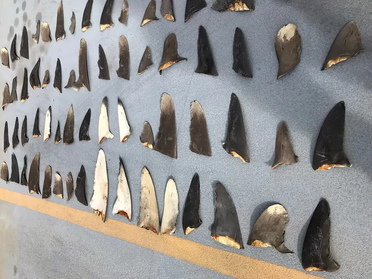 Esta especie podría no existir más debido al consumo de los humanos. Esta especie podría no existir más debido al consumo de los humanos.