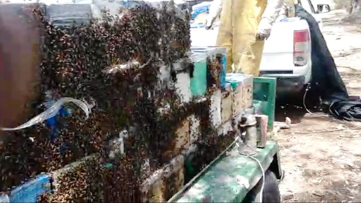 Un productor apícola de Luján viajaba a Santa Fe con 200 núcleos de abejas y los controles en San Luis lo demoraron 6 horas en la ruta y se le murió gran parte de su carga