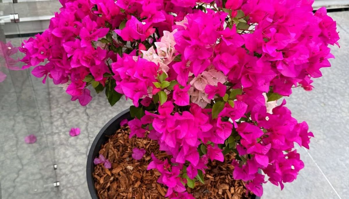 Cómo reproducir una buganvilla: aprende a multiplicar esta planta y sorprende con flores de regalo