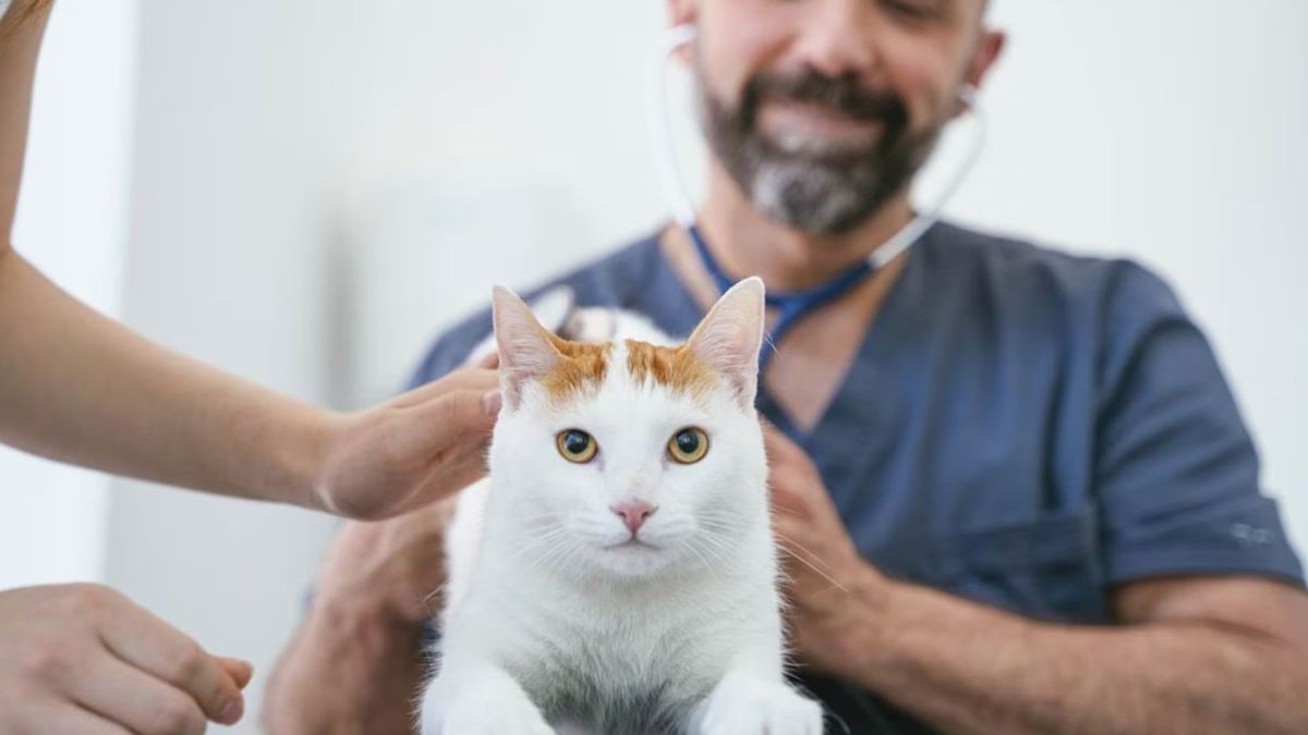 Los veterinarios atienden en Institutos y consultorios en su gran mayoría a animales domésticos, en especial perros y gatos Los veterinarios atienden en Institutos y consultorios en su gran mayoría a animales domésticos, en especial perros y gatos