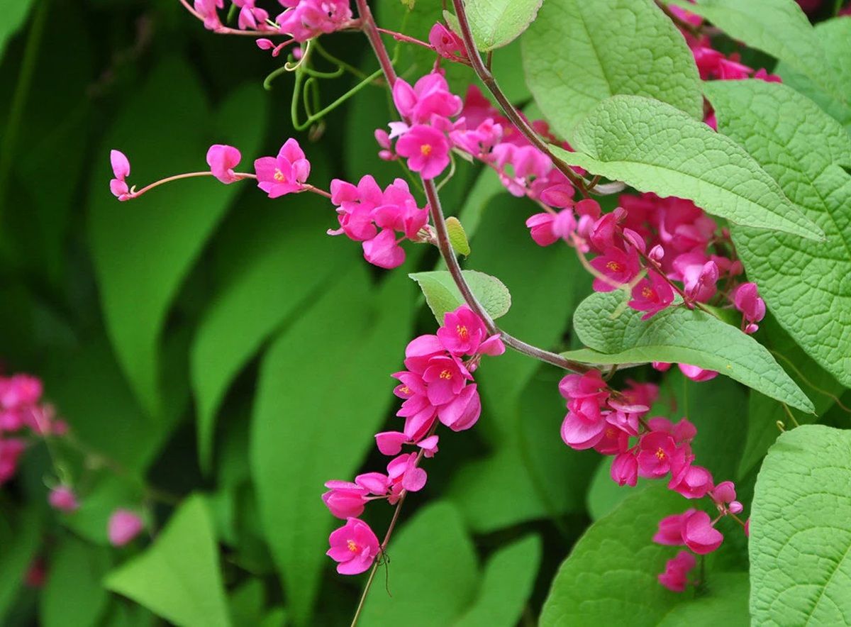 La Corona de la reina de una maravillosa enredadera. Imagen: Freepik La Corona de la reina de una maravillosa enredadera. Imagen: Freepik