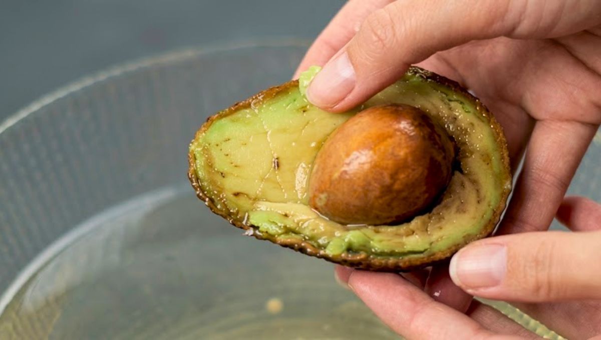 Al sumergir la mitad del aguacate, es importante que la parte expuesta quede hacia abajo.
