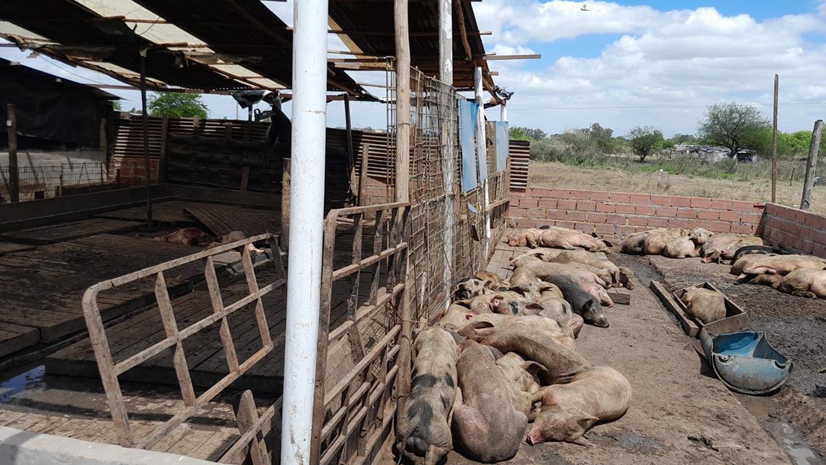Una mujer fue detenida y secuestraron armas por el crimen de un hombre en un criadero de chanchos