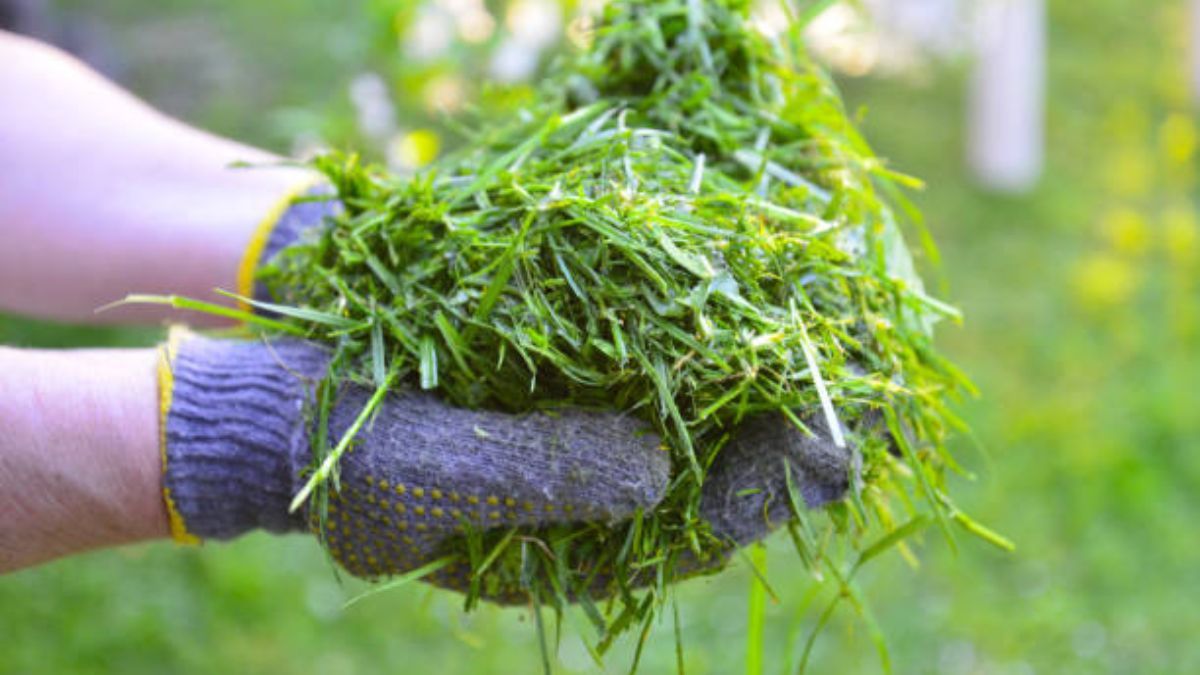El césped recién cortado puede ser beneficioso en el árbol limonero, y en otros ejemplares.  El césped recién cortado puede ser beneficioso en el árbol limonero, y en otros ejemplares. 