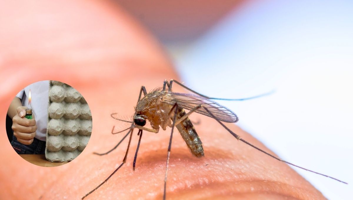 Decile chau a los mosquitos desde la primavera: el truco para ahuyentarlos usando maple de huevo Decile chau a los mosquitos desde la primavera: el truco para ahuyentarlos usando maple de huevo