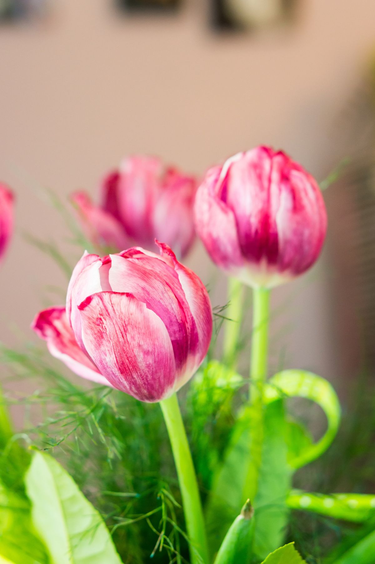 Los tulipanes dobles vienen de múltiples colores. Imagen: Freepik Los tulipanes dobles vienen de múltiples colores. Imagen: Freepik