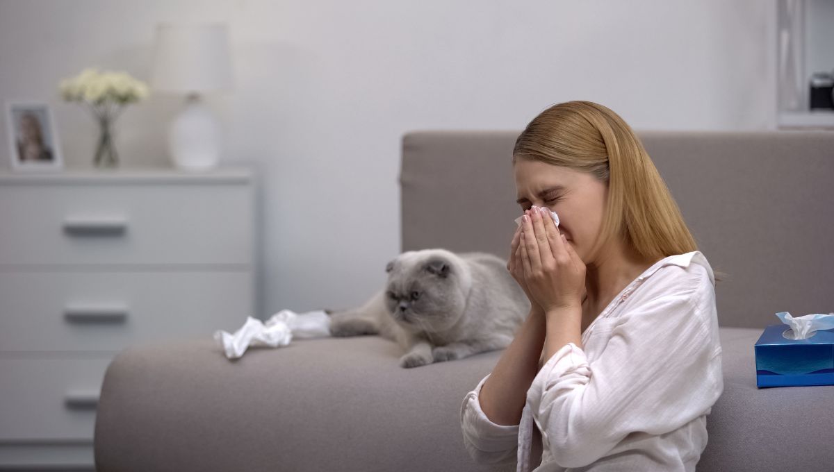 Alergia a los gatos. Alergia a los gatos. 