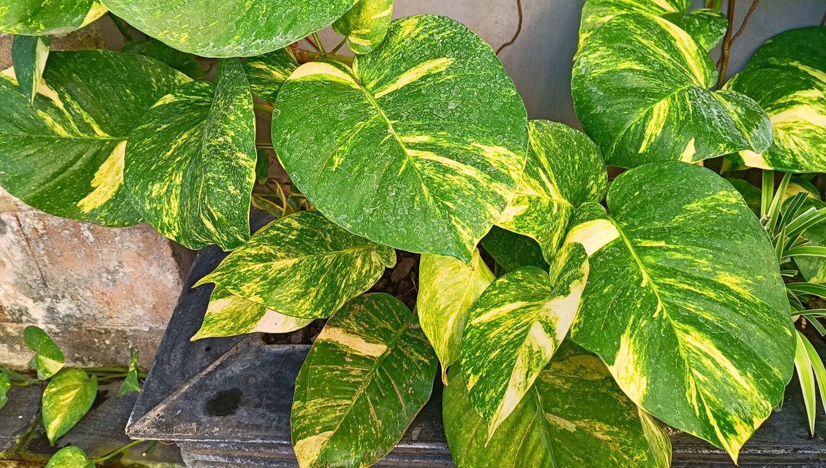 Una planta bonita, nombre, de f&aacute;cil cuidado y crecimiento r&aacute;pido.