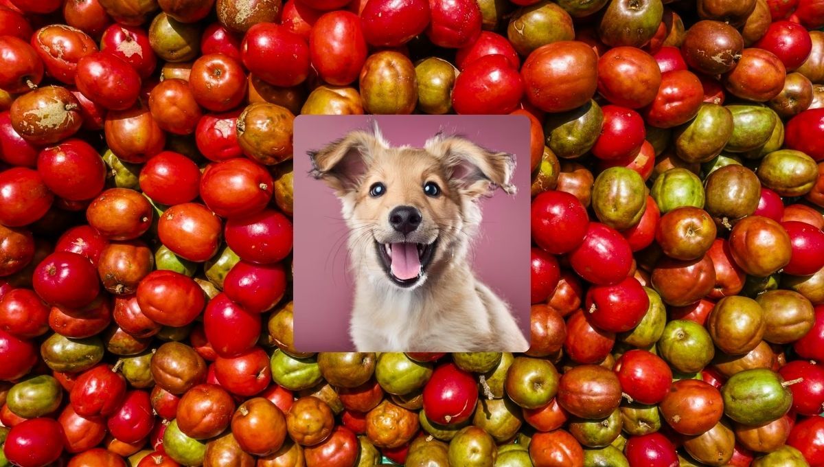 Ni banana, ni manzana: la fruta que debes darle a tu perro y es recomendada por veterinarios
