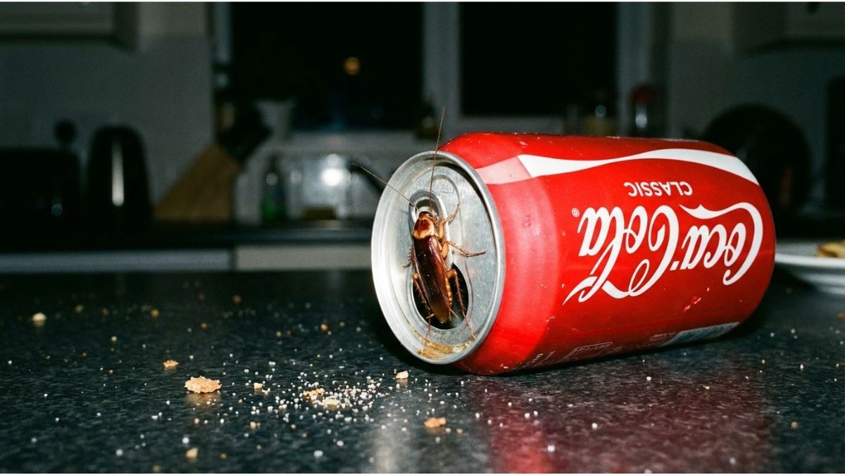 Reciclaje: guardá las latas de gaseosa vacías y transformalas en una efectiva trampa para cucarachas