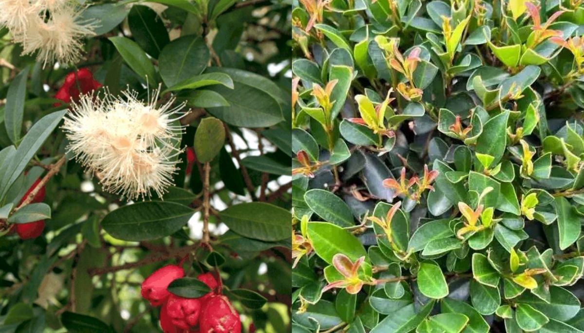 Cerezo magenta es un arbusto perenne con flores. Cerezo magenta es un arbusto perenne con flores.