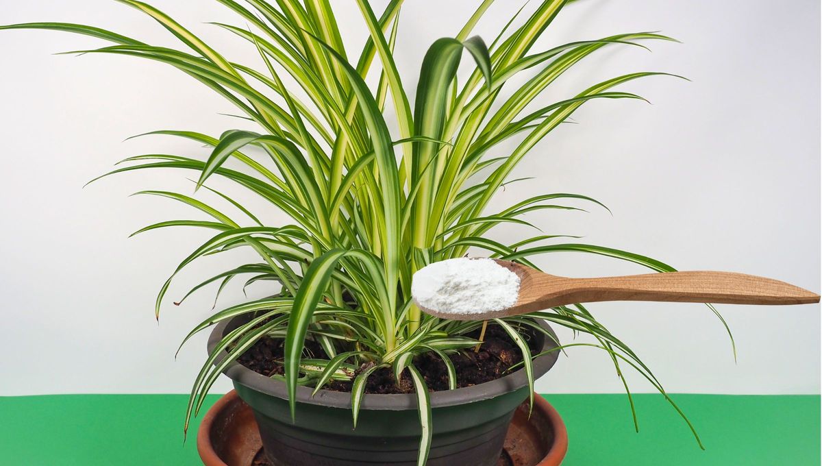 Por qué hay que tirar bicarbonato en la tierra de tus plantas de interior: el secreto de los jardineros