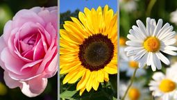 Test de personalidad: elige una flor y descubre como afrontas la vida