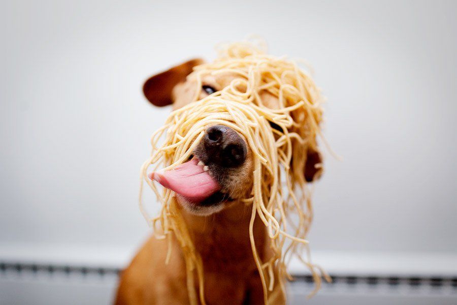 Nueve alimentos que se pueden compartir con el perro