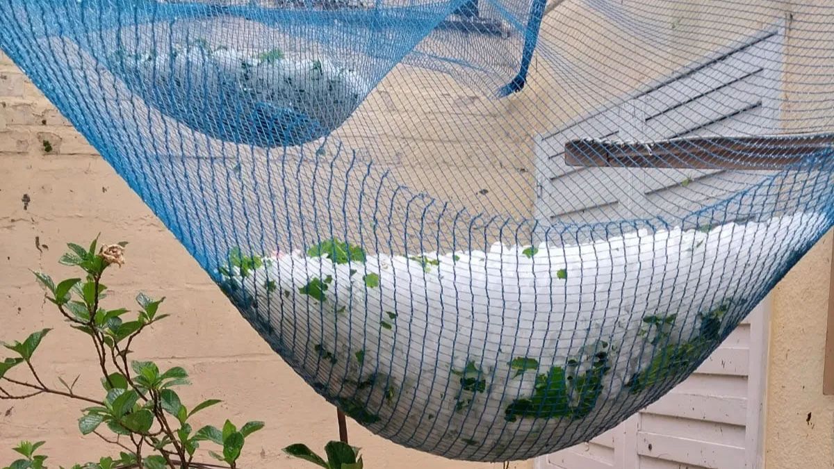 Las mallas antigranizo son una posible solución, pero distan de ser económicas. Las mallas antigranizo son una posible solución, pero distan de ser económicas.