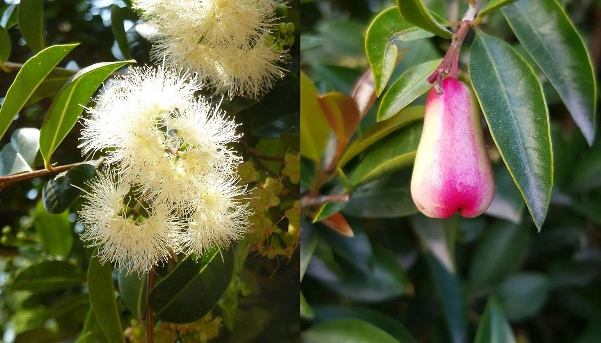 El nombre cient&iacute;fico de la planta es Syzygium paniculatum.
