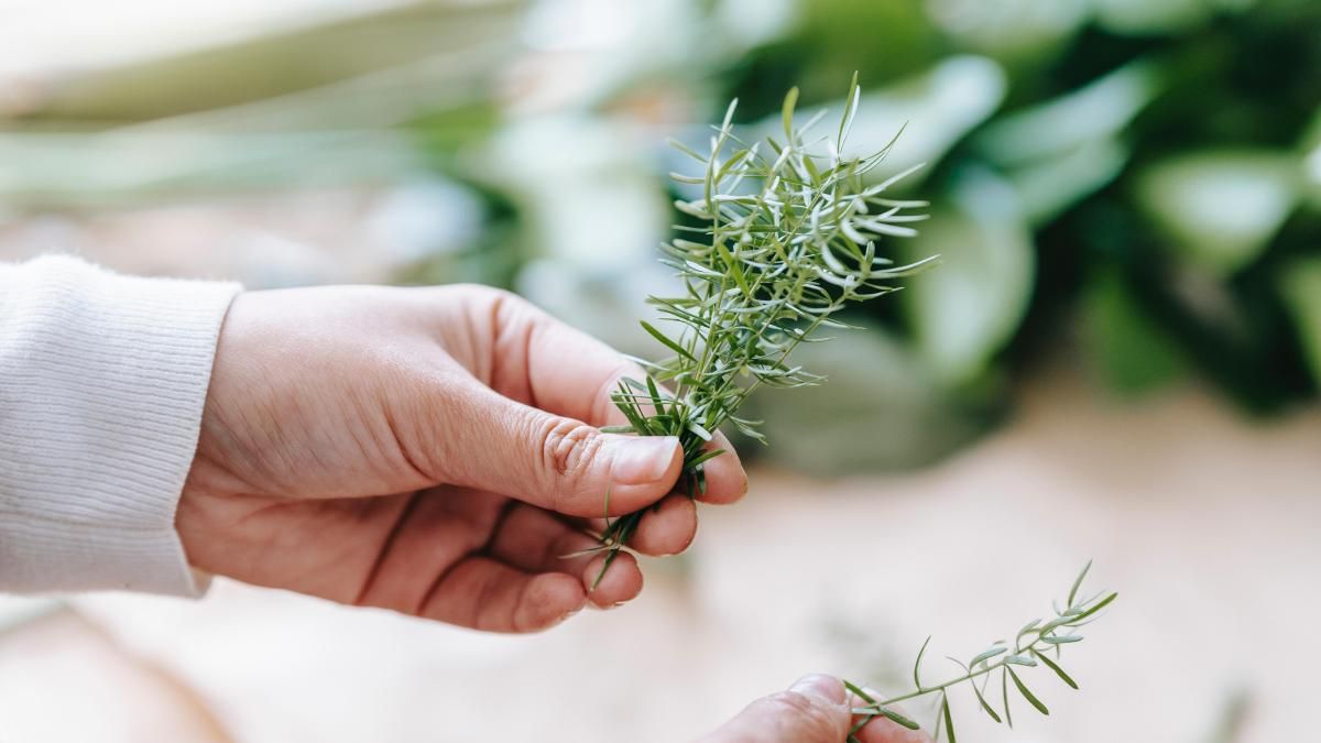 Romero: cómo usar la canela para que tu planta crezca de la mejor manera posible Romero: cómo usar la canela para que tu planta crezca de la mejor manera posible