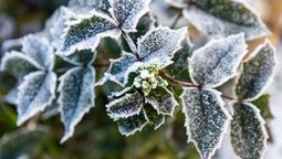 Protege a tus plantas de las heladas en invierno. Imagen: Pixabay.