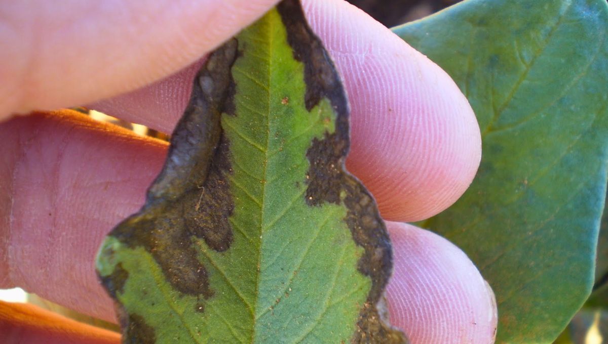 Las heladas del invierno generan daño permanente en las plantas. Las heladas del invierno generan daño permanente en las plantas.