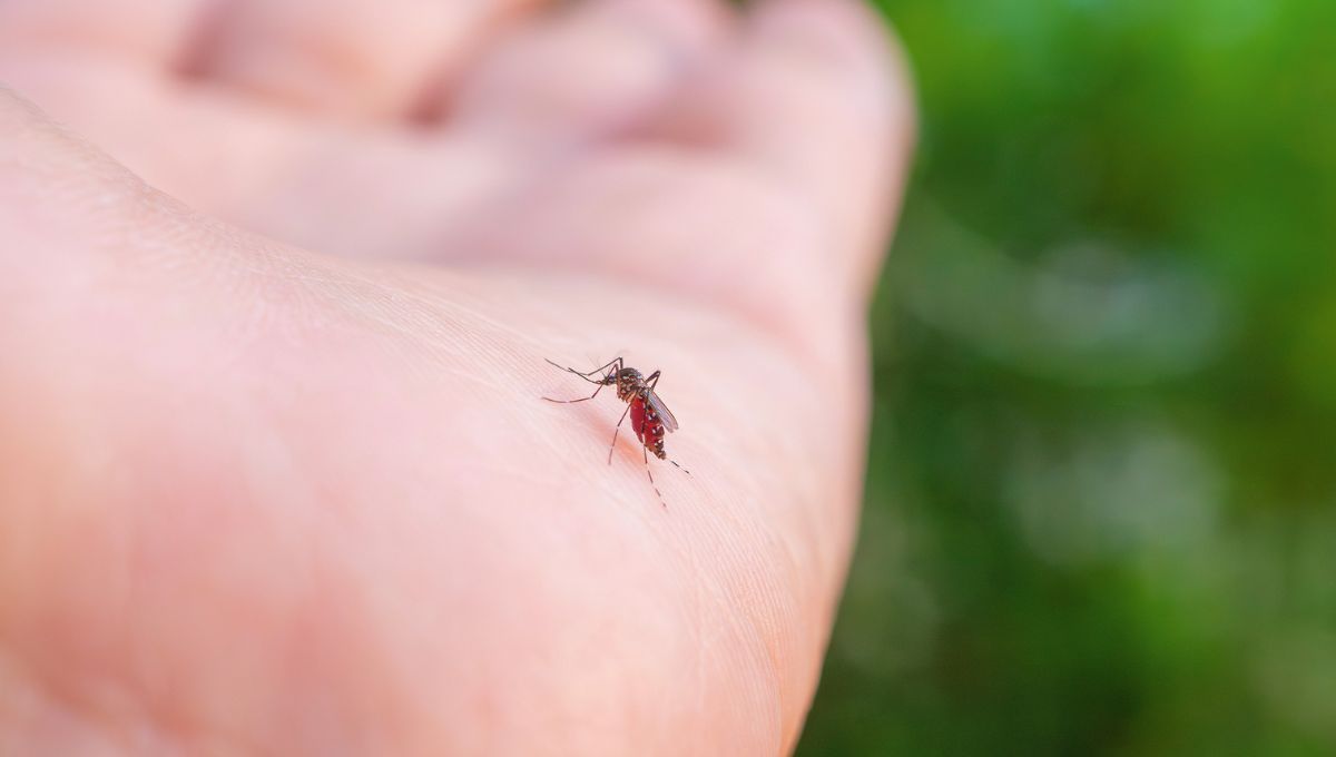 Los mosquitos son criaturas difíciles de combatir. Evolucionan constantemente y aprenden a eludir las herramientas que utilizamos para combatirlos. Los mosquitos son criaturas difíciles de combatir. Evolucionan constantemente y aprenden a eludir las herramientas que utilizamos para combatirlos.