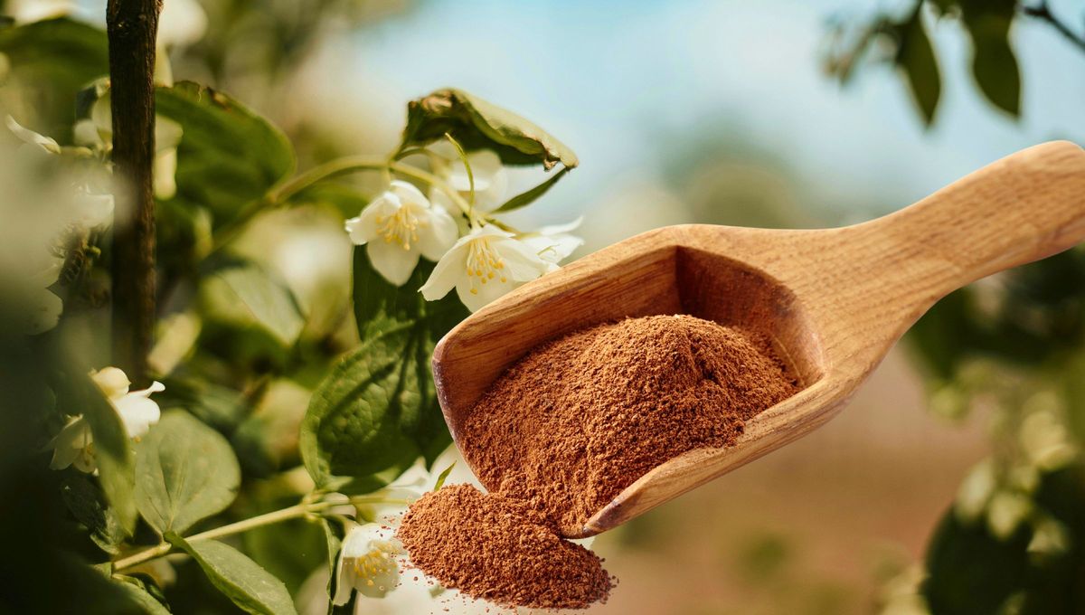 La canela no solo es beneficiosa para los humanos, también puede serlo para tus plantas. La canela no solo es beneficiosa para los humanos, también puede serlo para tus plantas.