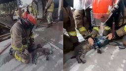 Los Bomberos de Las Heras rescataron a un gato del incendio de una verdulería, le hicieron RCP y le pusieron oxígeno para intentar reanimarlo.