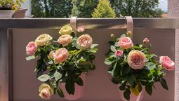 Descubrí cuáles son las mejores plantas para tener en el balcón o terraza durante mayo. Descubrí cuáles son las mejores plantas para tener en el balcón o terraza durante mayo.
