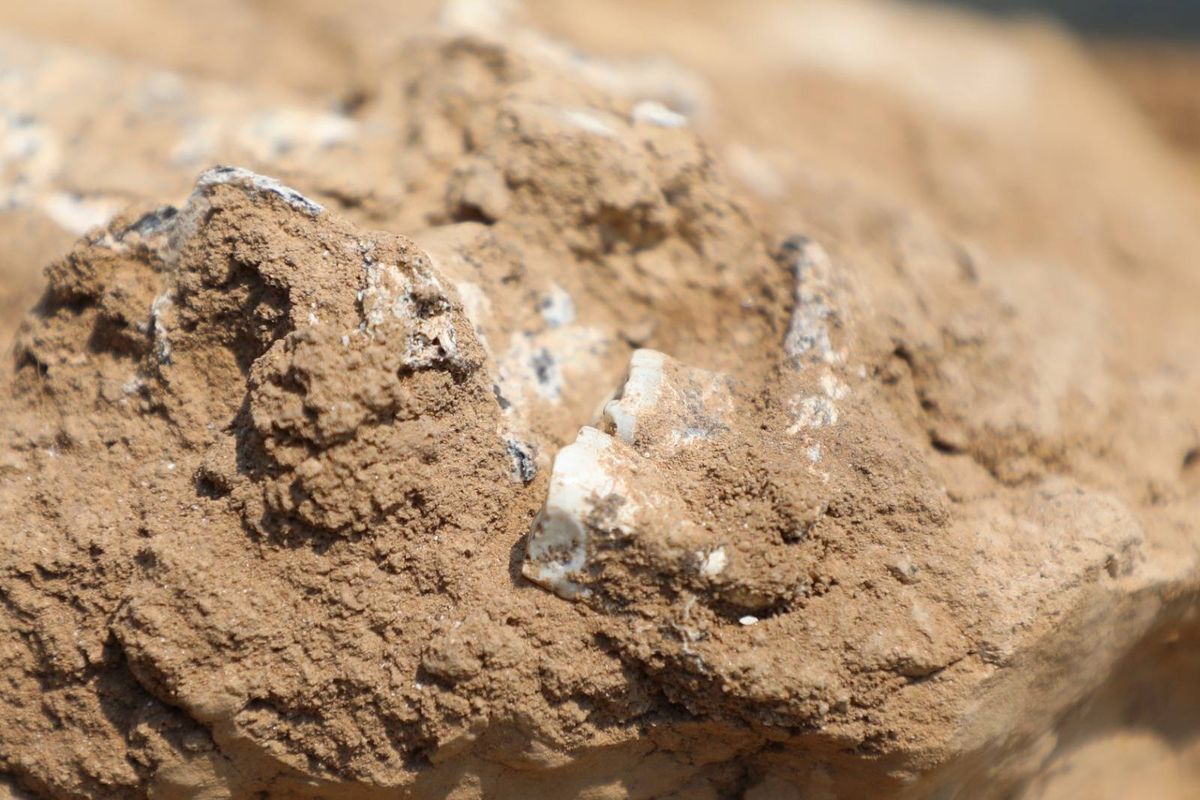 El hueso es una evidencia de los primeros humanos que dejaron el continente africano. El hueso es una evidencia de los primeros humanos que dejaron el continente africano.