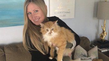 Un gato caminó 19 km para volver a su casa, pero sus dueños lo quieren sacrificar