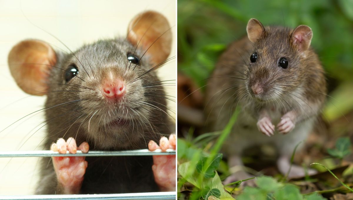 ¿Cuál es la diferencia entre rata y ratón?